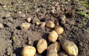 Когда копать картошку в 2025 году: советы по Лунному календарю