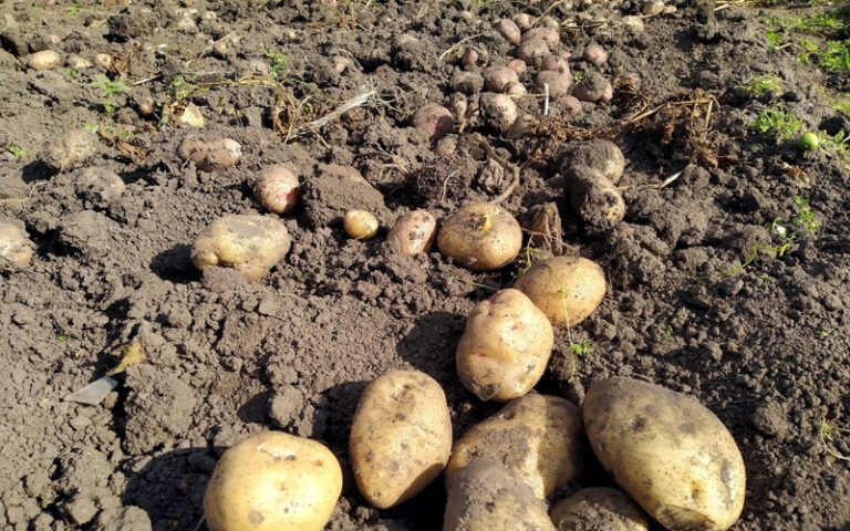 Когда копать картошку в 2025 году: советы по Лунному календарю