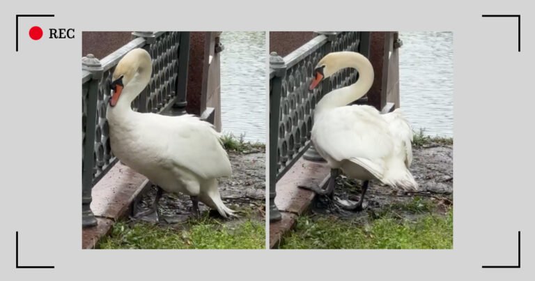 Лебедь с Патриарших: жители бьют тревогу из-за состояния птицы