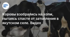 Паводок в Якутии: коровы спасаются на холме в затопленном селе