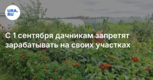 Дачникам запретили бизнес на участках с 1 сентября