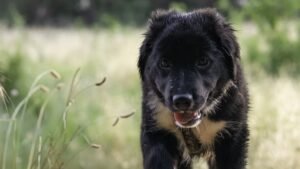 Лободе подарили щенка алабая на концерте