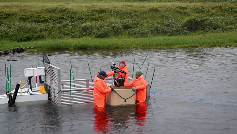 Норвегия борется с агрессивной 