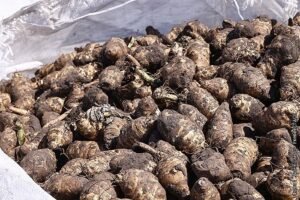 РФ начала экспорт топинамбура в Китай