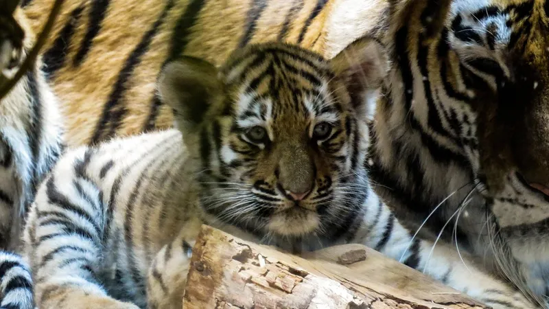 В зоопарке Лейпцига усыпили детенышей амурского тигра из-за отказа матери