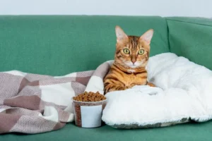 Белорусы столкнутся с отключениями ТВ на неделе - список локаций