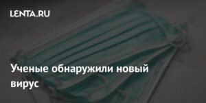 Новый вирус Солт-Галли обнаружен у летучих мышей в Австралии