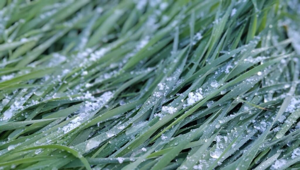 Вильфанд предупредил о заморозках в Подмосковье в конце сентября