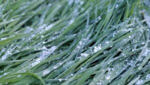 Вильфанд предупредил о заморозках в Подмосковье в конце сентября