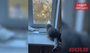 Благовещенские голуби устраивают шоу на окне многоэтажки