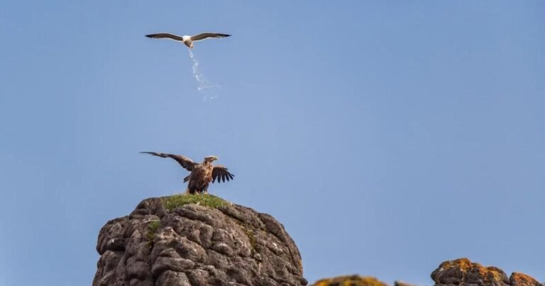 Финалисты Nikon Comedy Wildlife Awards 2025: Самые смешные фото животных в дикой природе