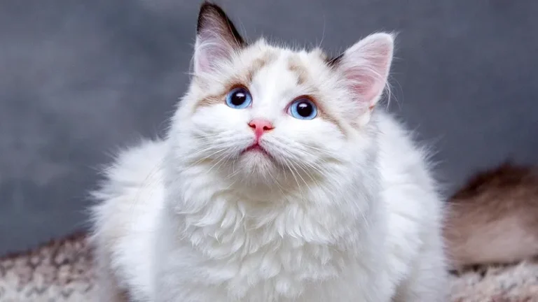 Кошки защищают сердце: снижение риска инфарктов и инсультов