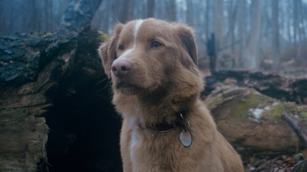 Пес Инди борется за права актеров-животных на «Оскаре»