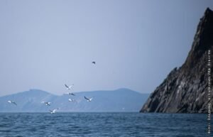 Тоннель между РФ и США можно построить за $8 млрд