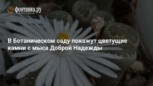 В Ботаническом саду выставят цветущие камни из Капской области