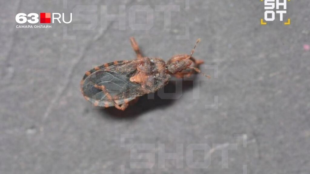 В Таиланде россиянина укусил «ласковый убийца» — клоп, переносящий болезнь Шагаса