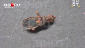 В Таиланде россиянина укусил «ласковый убийца» — клоп, переносящий болезнь Шагаса