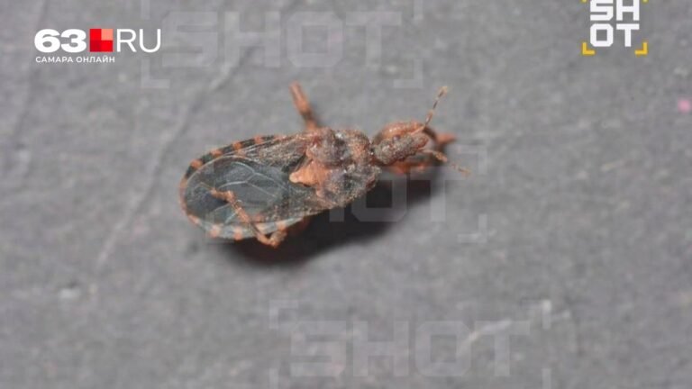 В Таиланде россиянина укусил «ласковый убийца» — клоп, переносящий болезнь Шагаса