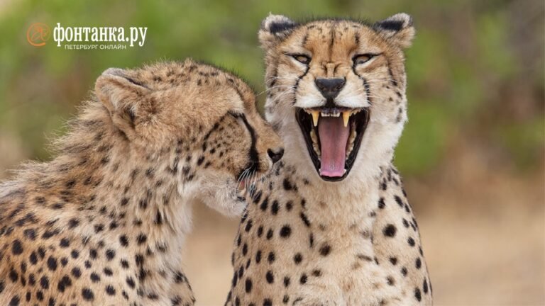 15 уморительных фотографий животных, которые заставят вас улыбаться