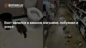Енот-воришка уснул в винном магазине после попойки