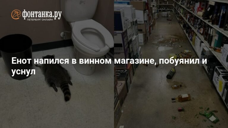 Енот-воришка уснул в винном магазине после попойки