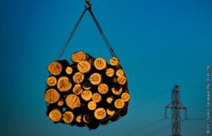 Госдума утвердила закон о защите лесов на Байкале