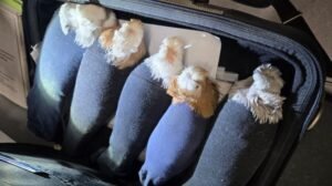 Контрабанда голубей в носках: инцидент на границе с Латвией