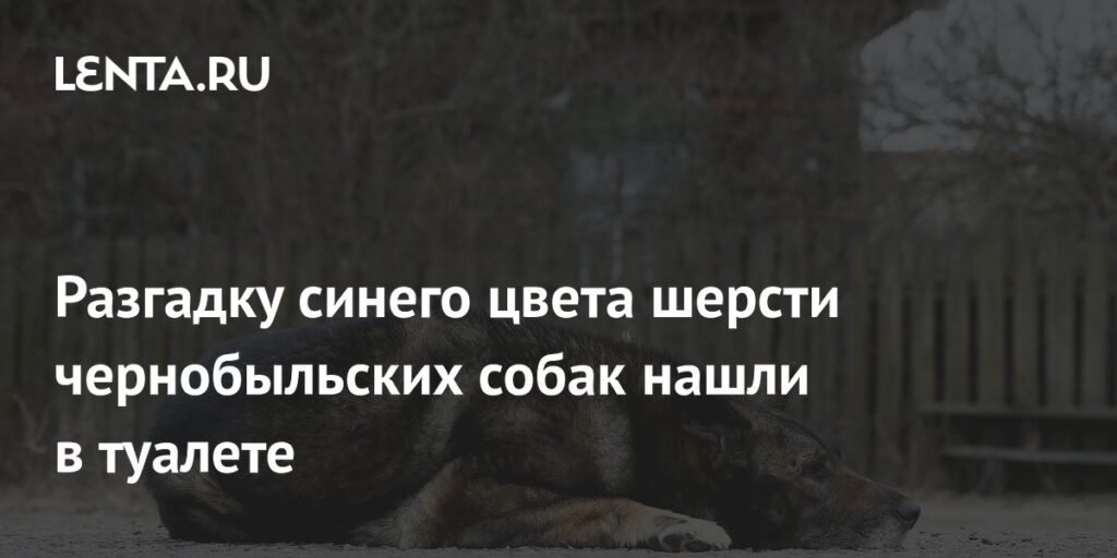 Раскрыта тайна синих собак Чернобыля: неожиданная причина