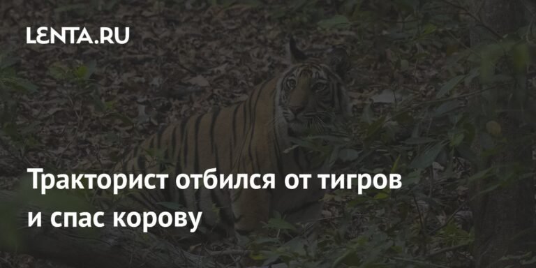 Тракторист в Индии отбил корову от двух тигров
