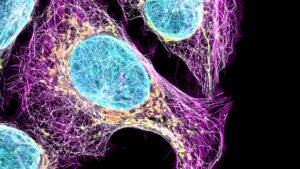 Ученые определили пять关键年龄段的大脑发展