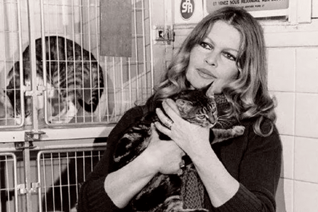 Умерла Брижит Бардо: звезда французского кино и зоозащитница