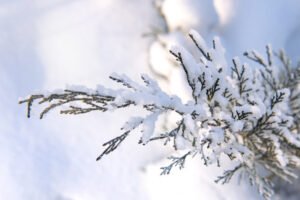 Аномальные морозы до -29 градусов сохраняются в Ленобласти