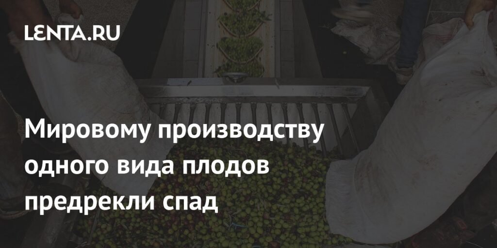 Мировое производство оливок ожидает спад в 2025-2026 году