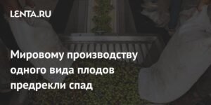Мировое производство оливок ожидает спад в 2025-2026 году