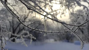 Морозы до -44 градусов ожидаются в Алтайском крае