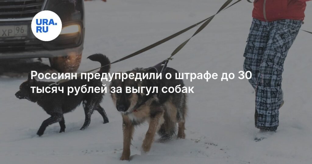 Россиян предупредили о штрафе до 30 тысяч за неправильный выгул собак