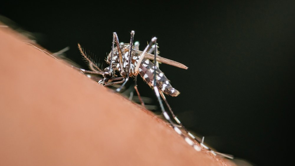 Лихорадка чикунгунья в России: симптомы и профилактика