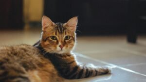 Таиланд признал кошек ключевым фактором экономики страны