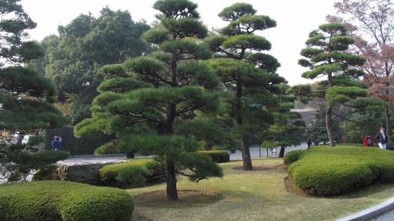 В Японии открыт новый вид черных божьих коровок