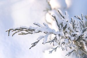 В Ленобласти ожидается усиление морозов до -16 градусов