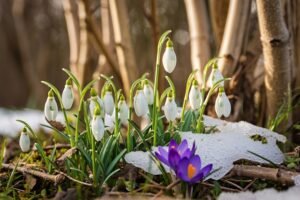 Весна в феврале: почему климат меняется и что ждать от погоды