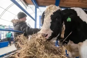 Чрезвычайная ситуация в Новосибирской области: вспышка бешенства и пастереллеза