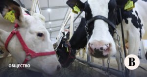 Губернатор Травников: компенсации за изъятый скот в Новосибирской области