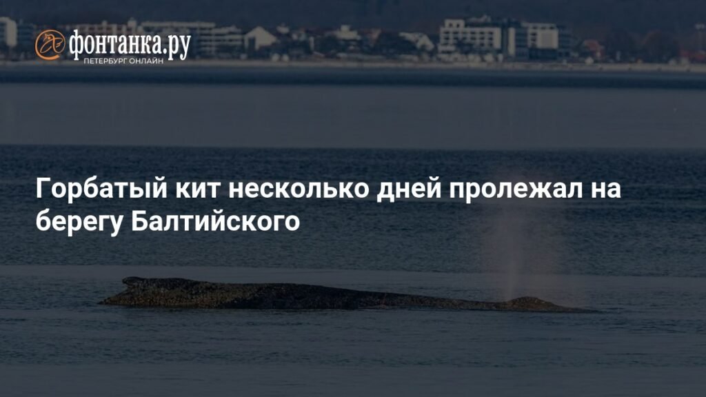 Кит-беглец: драматическая история спасения в Балтийском море