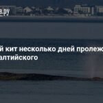 Кит-беглец: драматическая история спасения в Балтийском море