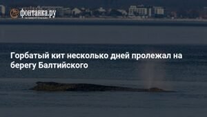 Кит-беглец: драматическая история спасения в Балтийском море