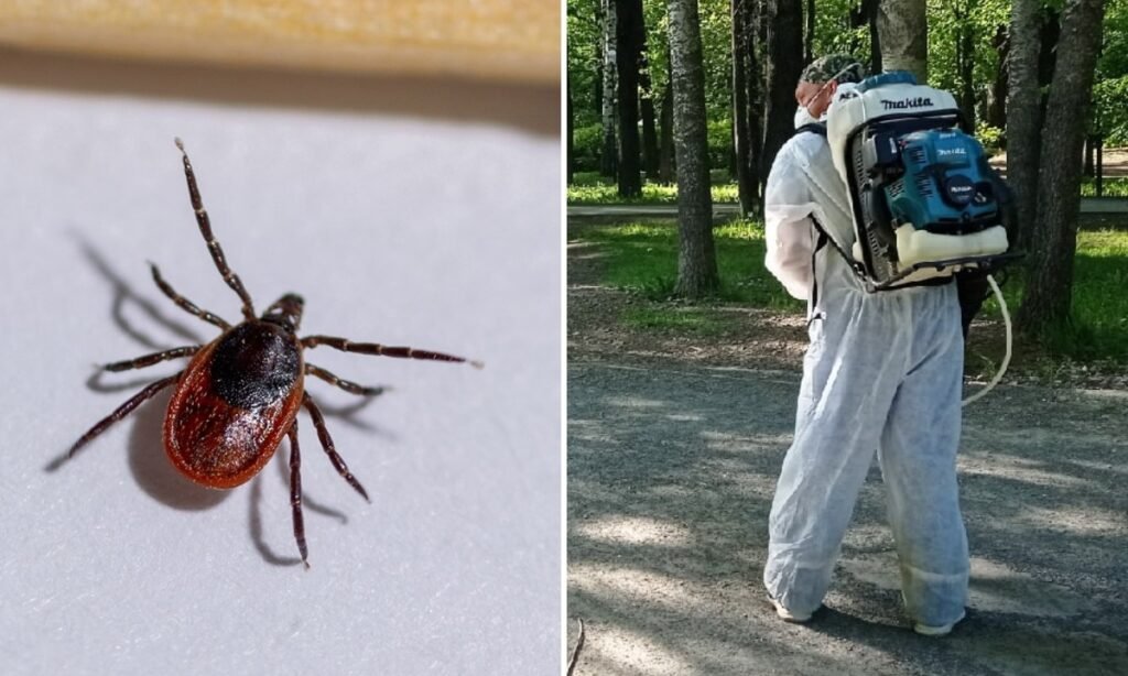 Клещи атакуют: в России начался сезон активности кровососущих