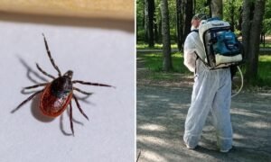 Клещи атакуют: в России начался сезон активности кровососущих
