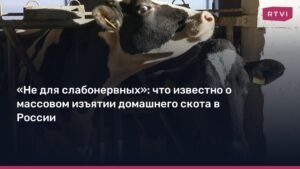 Массовое изъятие скота в России: причины и последствия