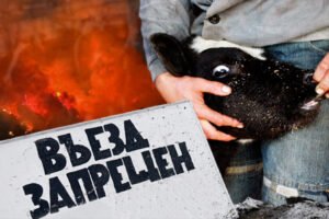 Пастереллез в Сибири: опасная болезнь угрожает сельскому хозяйству